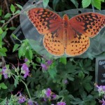 butterfly garden banner